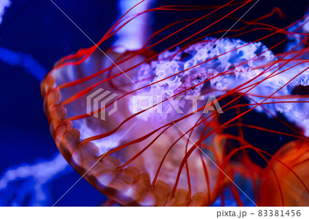 アクアリウムのクラゲ 83381456