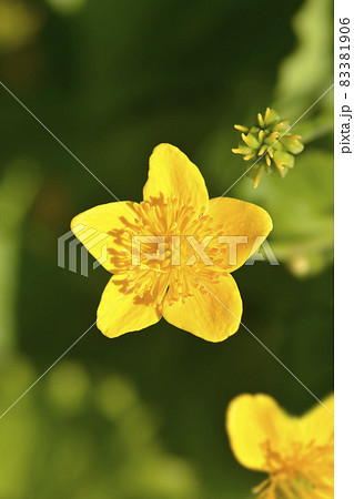 Marsh Marigold Marsh Marigold 83381906