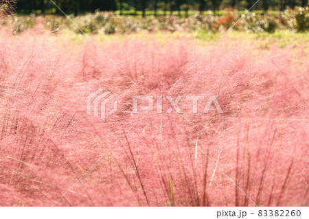 ピンクミューリー(韓国・秋の風物詩) ピンクミューリー(韓国・秋の風物詩) 83382260