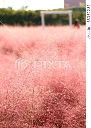 ピンクミューリー(韓国・秋の風物詩) ピンクミューリー(韓国・秋の風物詩) 83382286