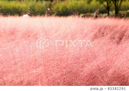 ピンクミューリー(韓国・秋の風物詩) ピンクミューリー(韓国・秋の風物詩) 83382291