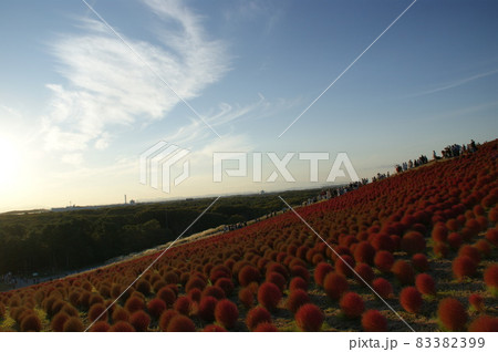 コキアと夕暮れの空 83382399