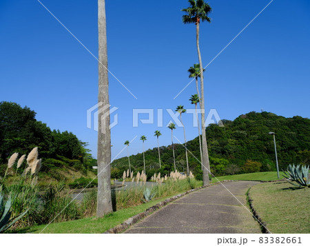 南国ムードの徳島植物園のワシントンヤシとパンパスグラス 南国ムードの徳島植物園のワシントンヤシとパンパスグラス 83382661