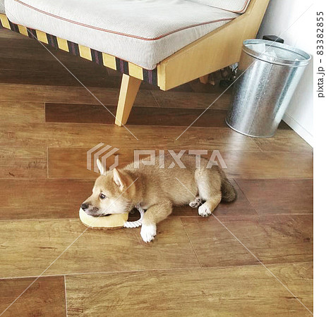 おもちゃにアゴを乗せてリラックスする柴犬のパピー おもちゃにアゴを乗せてリラックスする柴犬のパピー 83382855