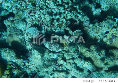 沖縄の海 83383603