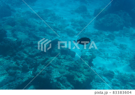 沖縄の海 沖縄の海 83383604
