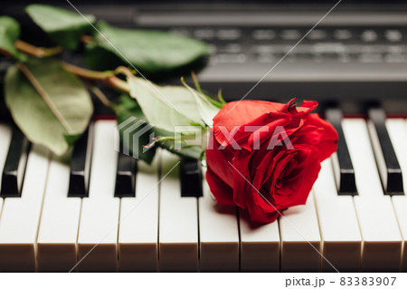 piano keys and red rose piano keys and red rose 83383907