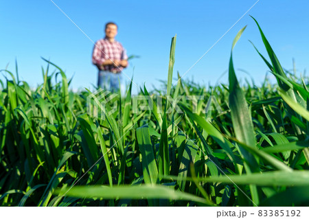 a man as a farmer poses in a field, dressed in a plaid shirt and jeans, checks reports and inspects young sprouts crops of wheat, barley or rye, or other cereals, a concept of agriculture and agronomy 83385192