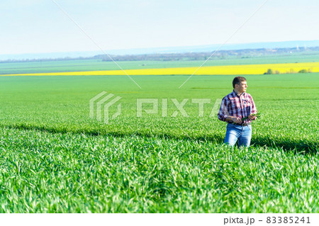 a man as a farmer walking along the field, dressed in a plaid shirt and jeans, checks and inspects young sprouts crops of wheat, barley or rye, or other cereals, a concept of agriculture and agronomy a man as a farmer walking along the field, dressed in a plaid shirt and jeans, checks and inspects young sprouts crops of wheat, barley or rye, or other cereals, a concept of agriculture and agronomy 83385241
