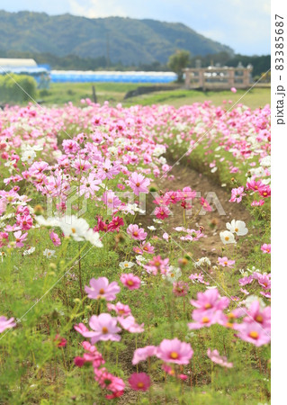 北房 コスモス広場 1 北房 コスモス広場 1 83385687