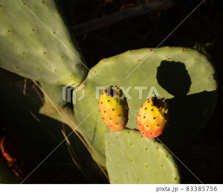 Prickly pear opuntia Indian fig tropical cactus fruit on bright sunny summer day. A closeup photo, good for packaging, website articles etc. 83385756