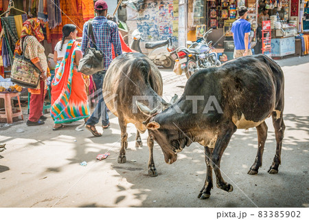 インドの野良牛 インドの野良牛 83385902