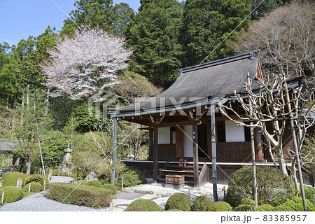 春の寂光院　本堂　京都市左京区大原 83385957