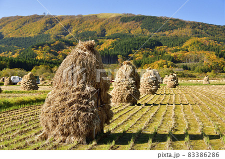 北海道上ノ国町で自然乾燥のためニオ積みをしている稲の風景を撮影 北海道上ノ国町で自然乾燥のためニオ積みをしている稲の風景を撮影 83386286