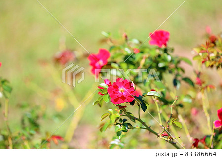 バラの花　マイナーフェアー 83386664