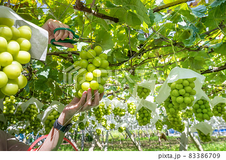シャインマスカット狩り シャインマスカット狩り 83386709