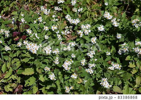 シロヨメナの花びらと昆虫 シロヨメナの花びらと昆虫 83386868