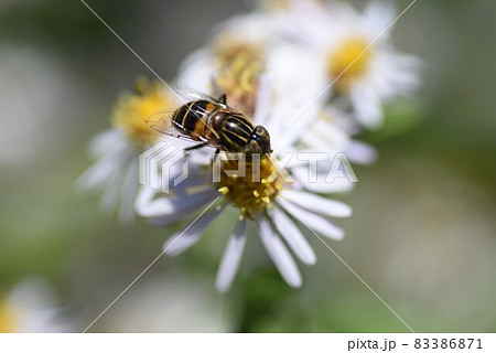シロヨメナの花びらと昆虫 シロヨメナの花びらと昆虫 83386871