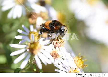 シロヨメナの花びらと昆虫 シロヨメナの花びらと昆虫 83386873