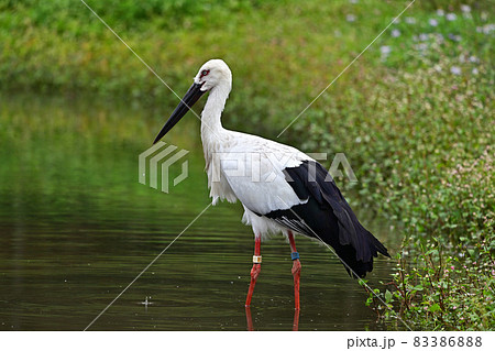 コウノトリの郷公園より コウノトリの郷公園より 83386888