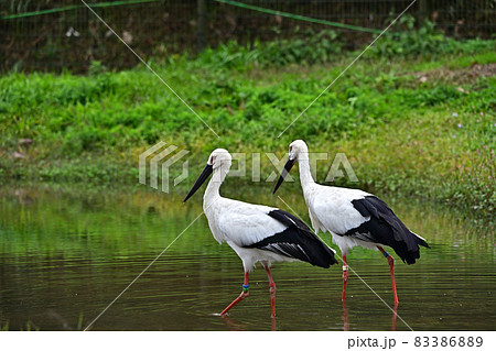 コウノトリの郷公園より コウノトリの郷公園より 83386889