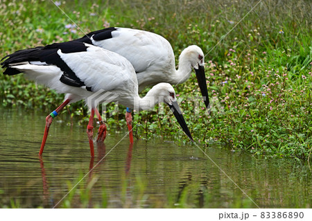 コウノトリの郷公園より 83386890
