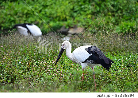 コウノトリの郷公園より コウノトリの郷公園より 83386894