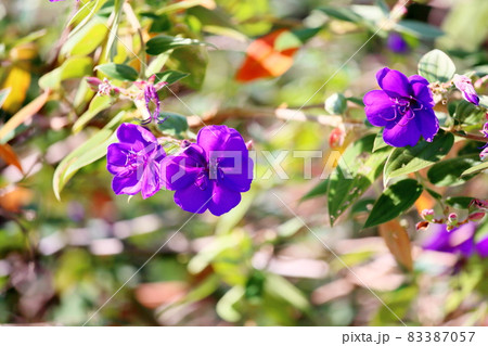 シコンノボタンの花 83387057