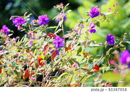 シコンノボタンの花 83387058