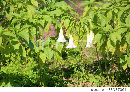 キダチチョウセンアサガオの花 キダチチョウセンアサガオの花 83387061