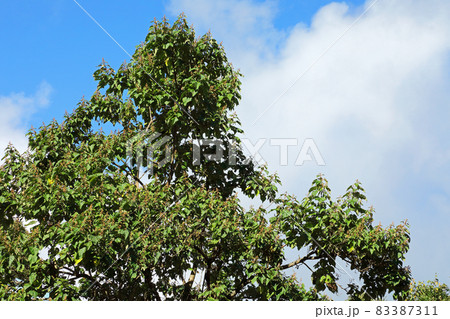秋の日差しを浴びるキリの木、緑色の葉と実 福島県只見町 秋の日差しを浴びるキリの木、緑色の葉と実 福島県只見町 83387311