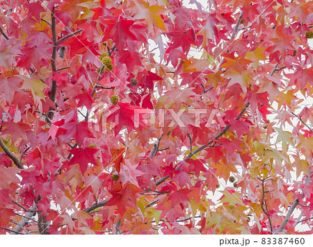 モミジバフウ4　紅葉と実 83387460