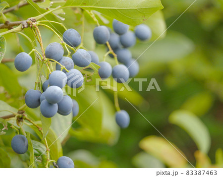 ヒトツバタゴ2　実 83387463