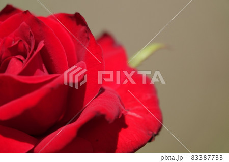 赤い薔薇 赤い薔薇 83387733
