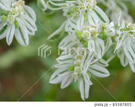 ハツユキソウ3　実 83387805