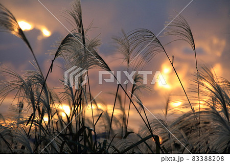 秋の夕暮れのイメージ（ススキと夕焼け雲） 83388208
