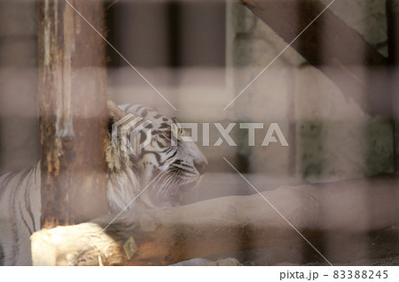 大牟田市　動物園　ホワイトタイガー、 83388245