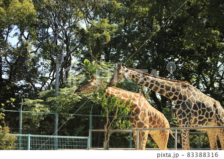 大牟田市 動物園 キリン、 大牟田市 動物園 キリン、 83388316