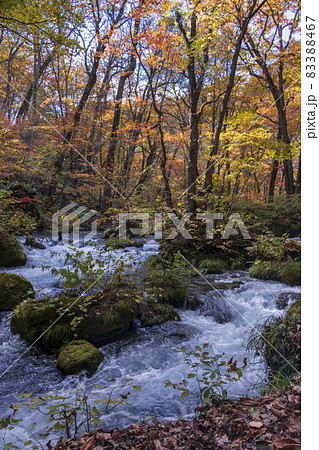 青森県　紅葉の奥入瀬渓流 阿修羅の流れ-04 83388467