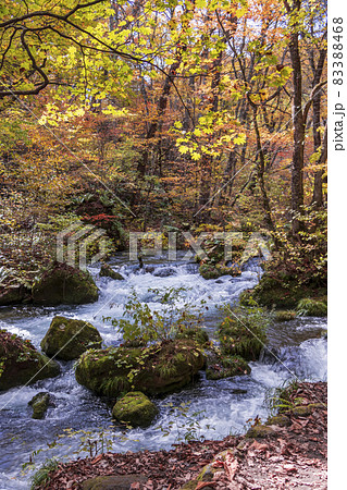 青森県 紅葉の奥入瀬渓流 阿修羅の流れ-05 青森県 紅葉の奥入瀬渓流 阿修羅の流れ-05 83388468