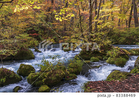青森県　紅葉の奥入瀬渓流 阿修羅の流れ-06 83388469