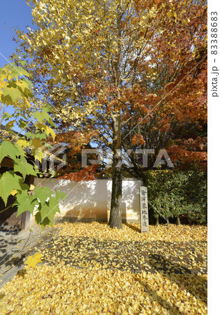 秋の金戒光明寺　会津藩士の墓への道標　京都市左京区 83388683