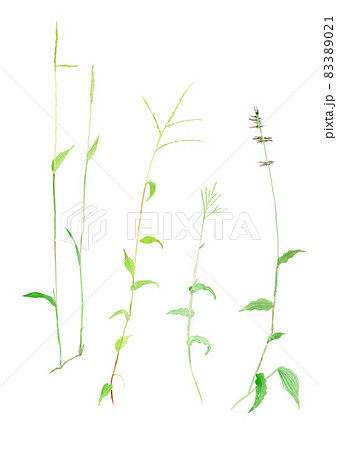秋のイネ科の野草（アシボソ、ササガヤ、コブナグサ、チヂミザサ）の水彩イラスト 83389021