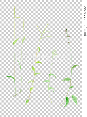 秋のイネ科の野草（アシボソ、ササガヤ、コブナグサ、チヂミザサ）の水彩イラスト 83389021