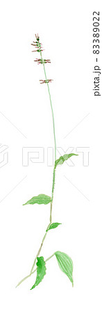 Oplismenus undulatifolius チヂミザサ Oplismenus undulatifolius チヂミザサ 83389022
