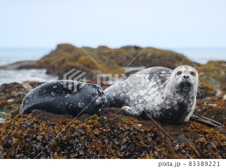 ゼニガタアザラシ ゼニガタアザラシ 83389221