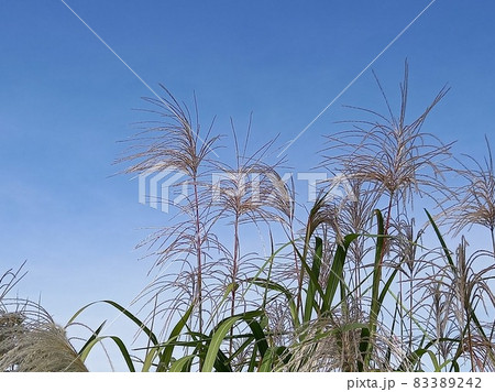 ススキ 83389242