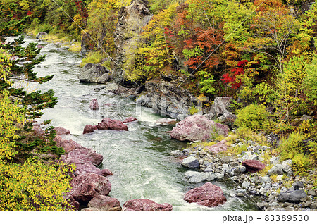 見頃を迎えた赤岩青巌峡の紅葉(北海道 占冠) 見頃を迎えた赤岩青巌峡の紅葉(北海道 占冠) 83389530