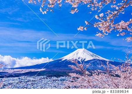 （山梨県）日本の美・桜と雪・新倉山浅間公園の桜と富士山 83389634