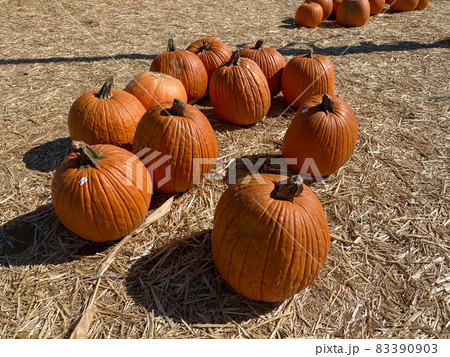 A pile of pumpkins at the pumpkin patch. Field of orange pumpkins during the harvest season. A pile of pumpkins at the pumpkin patch. Field of orange pumpkins during the harvest season. 83390903